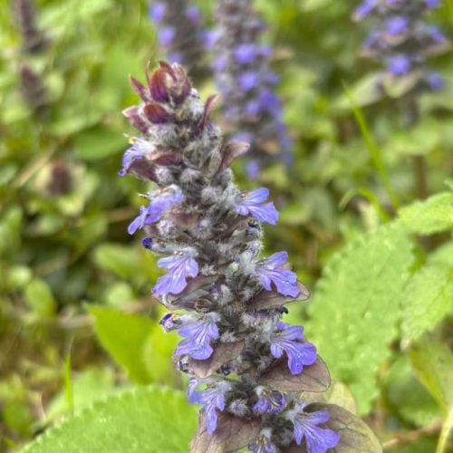 Ajuga reptans