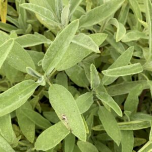 Salvia officinalis 'Mittenwald'- Salie