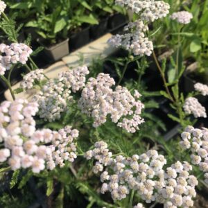 Achillea millefolium - Duizendblad (wild)