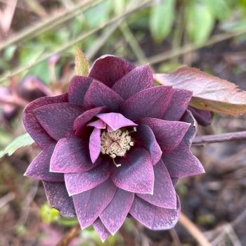 Helleborus orientalis
