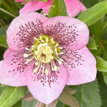 Helleborus orientalis