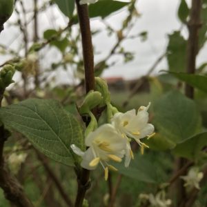 Lonicera ‘Winter Beauty’