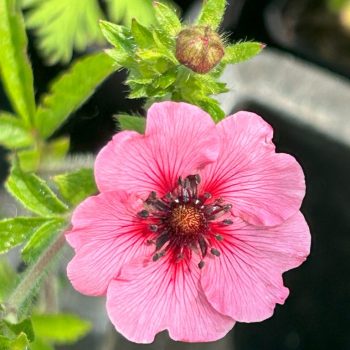 Potentilla nepalensis 'Miss Wilmott'