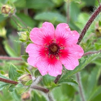 Potentilla nepalensis ' Shogran'