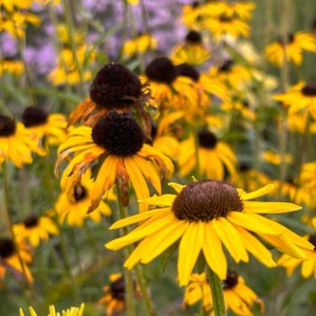 Rudbeckia fulgida 'Goldsturm'