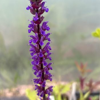 Salvia nemorosa 'Caradonna'