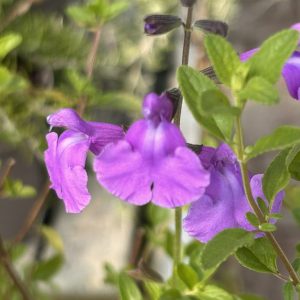 Salvia 'Lilac Dream'