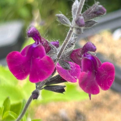 Salvia Nachtvlinder
