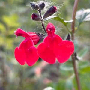 Salvia 'Royal Bumble'
