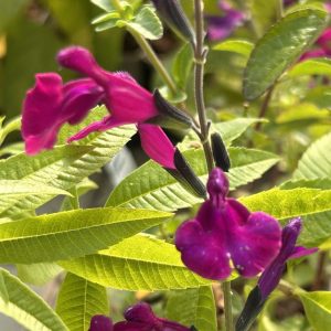 Salvia 'Viola's Darling'