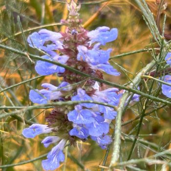 Salvia uliginosa