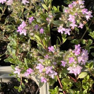 Thymus serpyllum 'Magic Carpet'