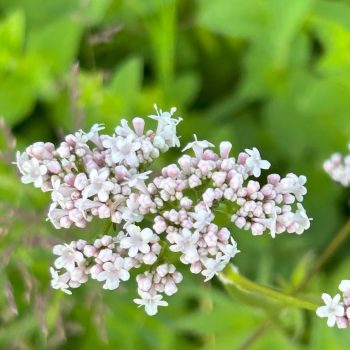 Valeriana officinalis