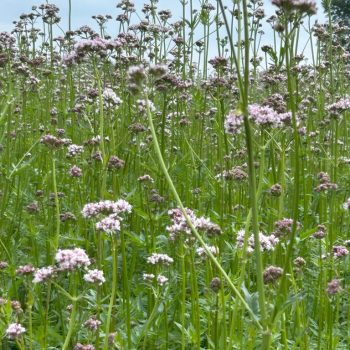 Valeriana officinalis