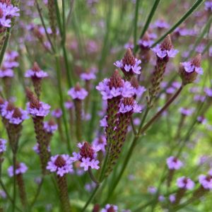 Verbena hastata ‘Blue Spires’