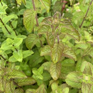 Munt- Mentha diverse