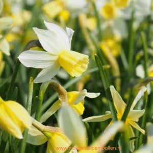 Narcis 'Sailboat' BIO