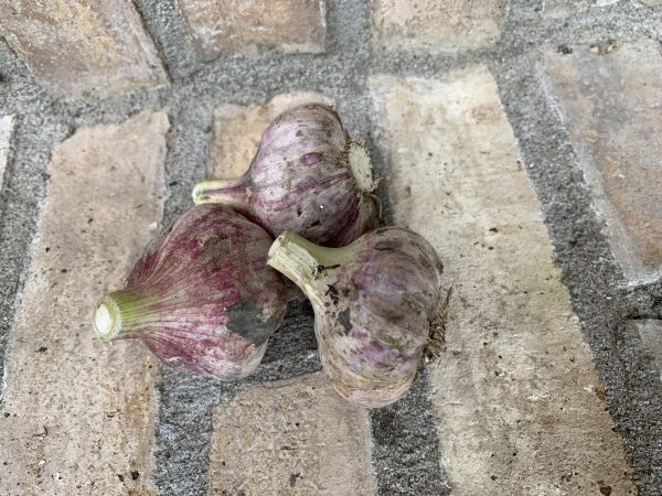 Knoflook Ontario purple trillium