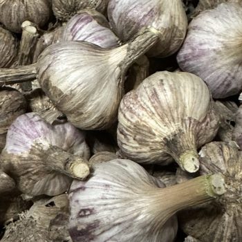 Knoflook Ophio