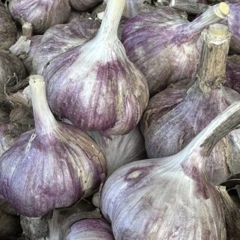 Knoflook Purple Glazer