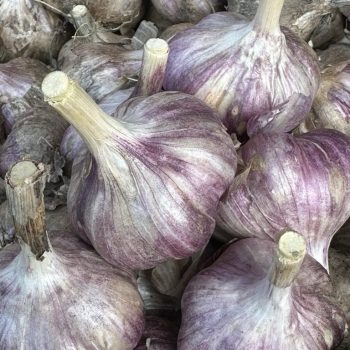Knoflook Purple Haze