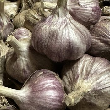 Knoflook Siberian