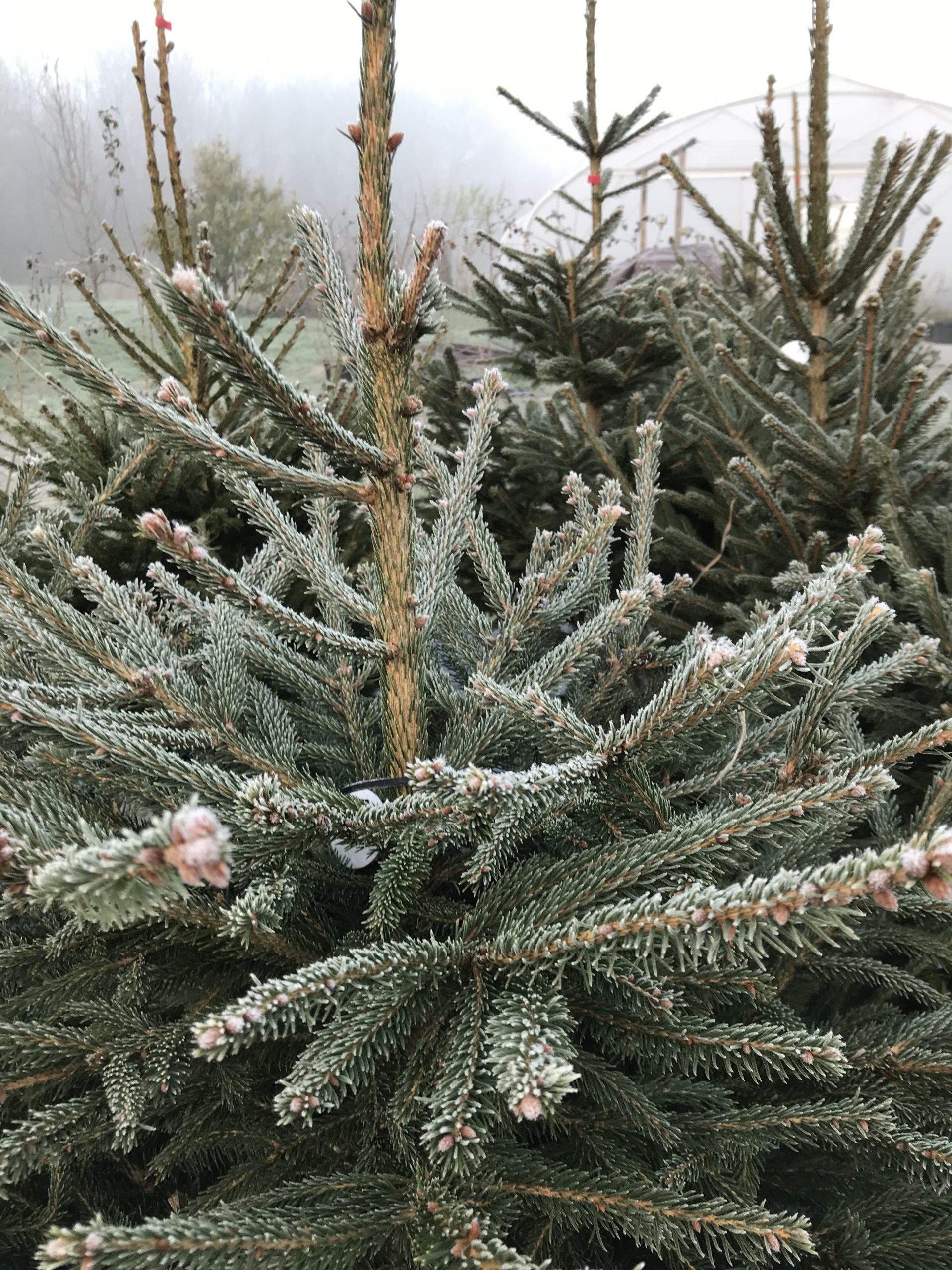 Kerstbomen Archieven Kwekerij De Arend