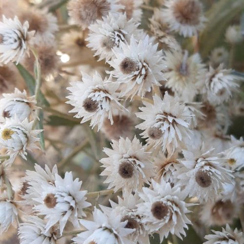 Anaphalis triplinervis