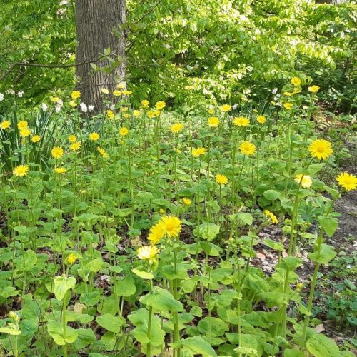 Doronicum pardalianches