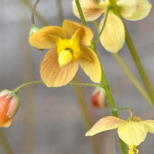 Epimedium Orangekonigin