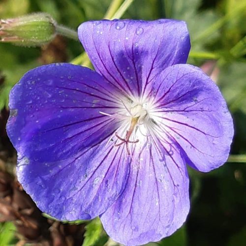 Geranium Orion