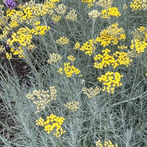 Helichrysum italicum