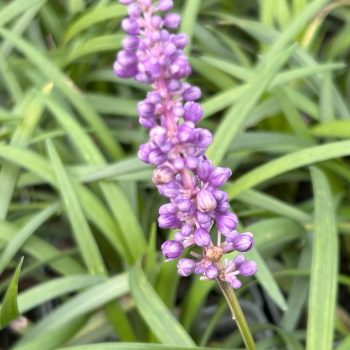 Liriope muscari 'Royal Purple'