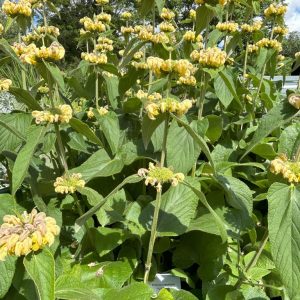 Phlomis russeliana