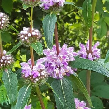 Phlomis tub. 'Amazone'
