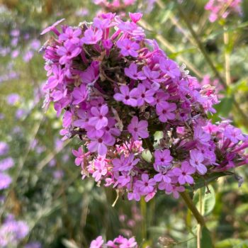 Phlox 'Raving Beauty'