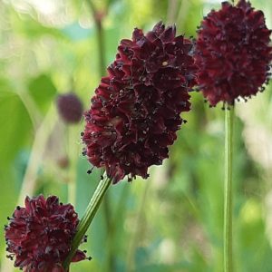 Sanguisorba 'Chocolate Tip'