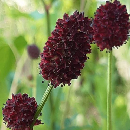 Sanguisorba Chocolate Tip