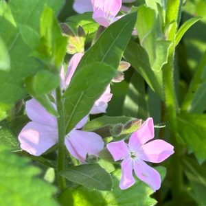 Saponaria sicula intermedia