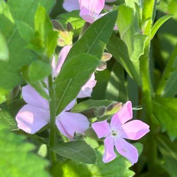 Saponaria sicula intermedia