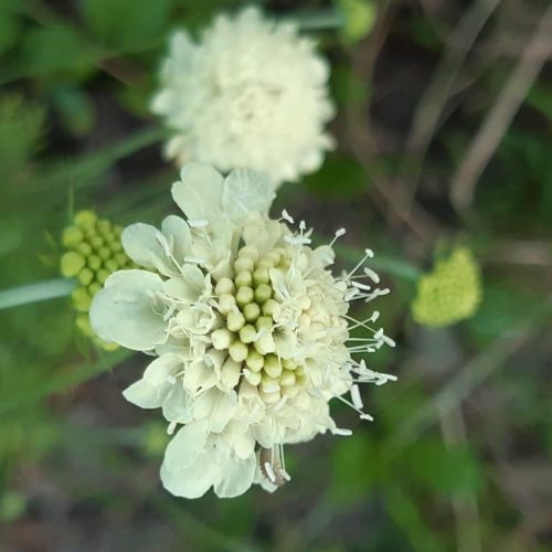Scabiosa ochroleuca