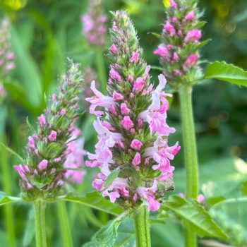 Stachys officinalis 'Rosea'