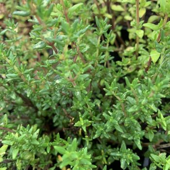 Thymus vulg. 'Standard winter'