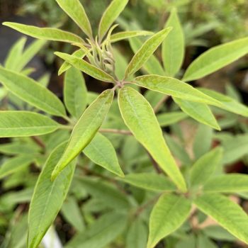 Vitex agnus castus