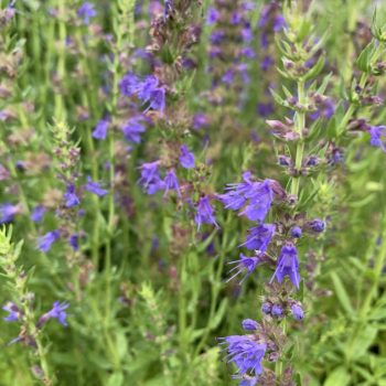 Hyssop - Hyssopus officinalis