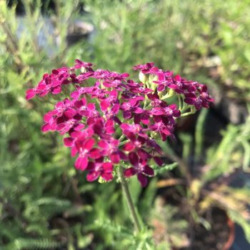 Achillea millefolium 'Cerise Queen'