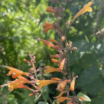 Agastache 'Navajo Sunset'