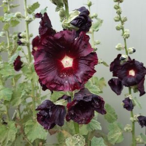 Alcea rosea 'Arabian Nights'