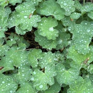 Alchemilla mollis