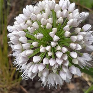 Allium nutans 'Caroline'